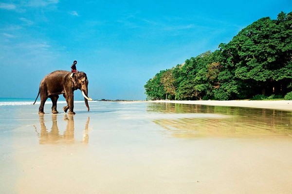 прогулки на слонах в Индии