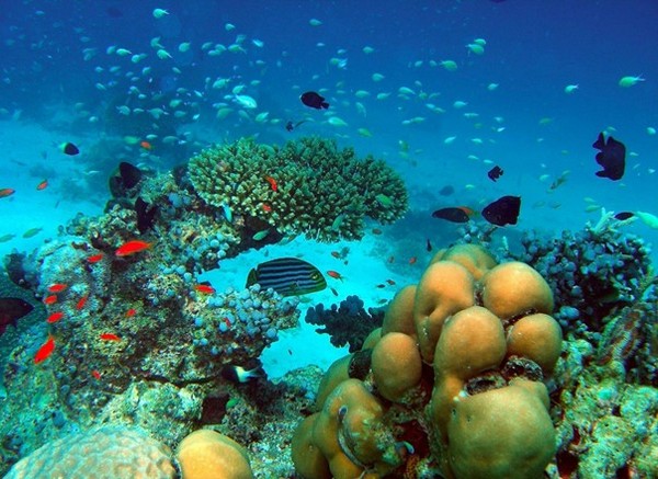 Коралловые рифы в Индийском океане