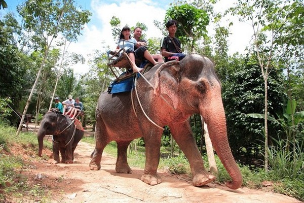  заповедник Pattaya Elephant Village